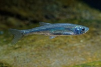 Slunka obecna - Leucaspius delineatus - Belica o0264